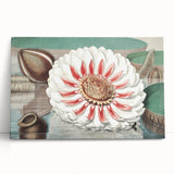 Botanical Realism Art | Great Water Lily of America by William Sharp