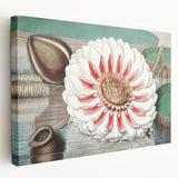 Botanical Realism Art | Great Water Lily of America by William Sharp