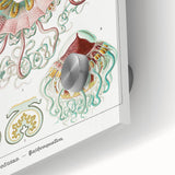 Modern Wall Art - Intricate Jellyfish Design in Pastel Tones