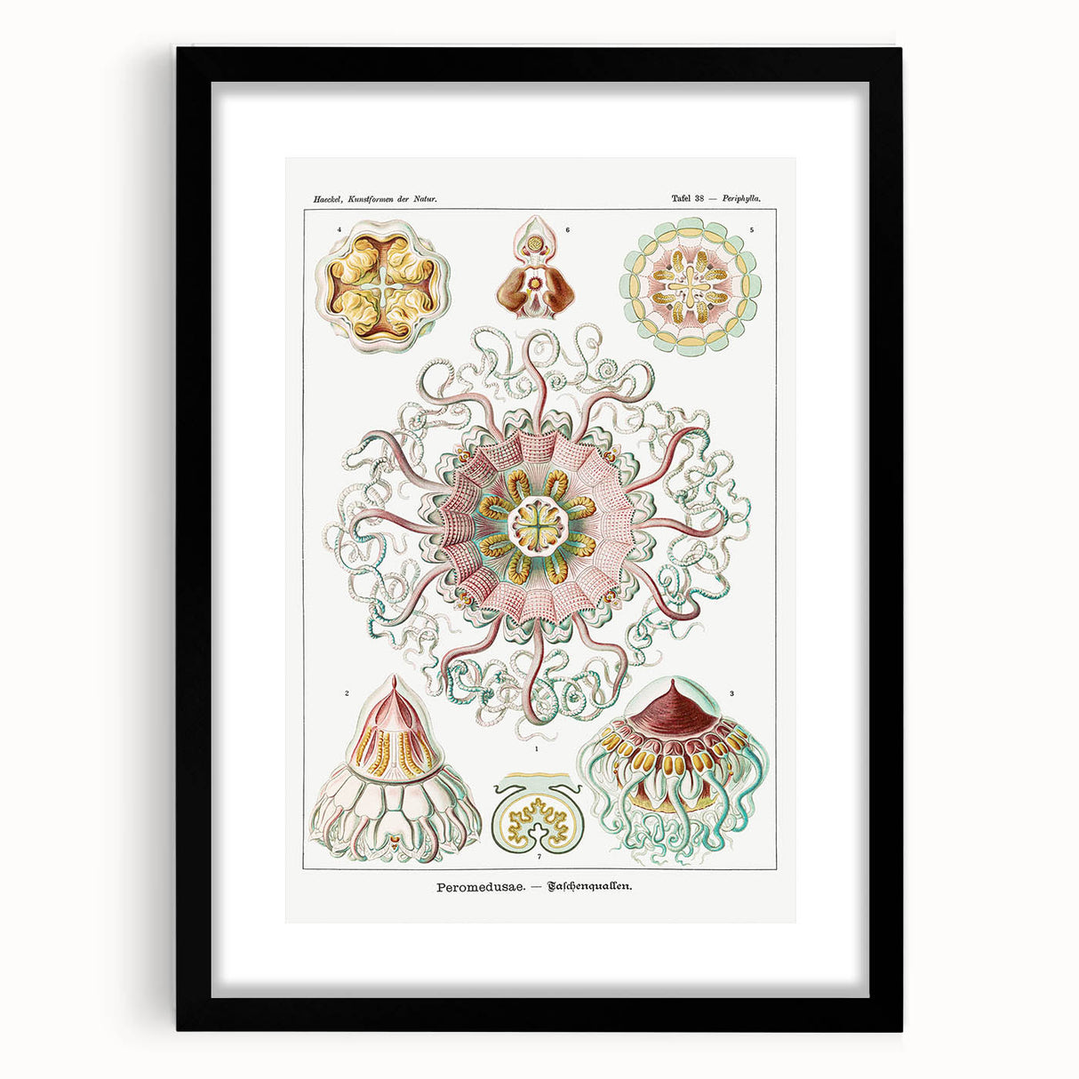 Modern Wall Art - Intricate Jellyfish Design in Pastel Tones
