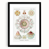 Modern Wall Art - Intricate Jellyfish Design in Pastel Tones