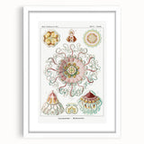 Modern Wall Art - Intricate Jellyfish Design in Pastel Tones