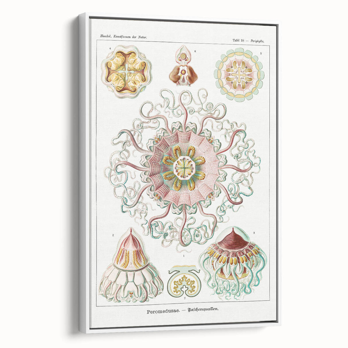 Modern Wall Art - Intricate Jellyfish Design in Pastel Tones