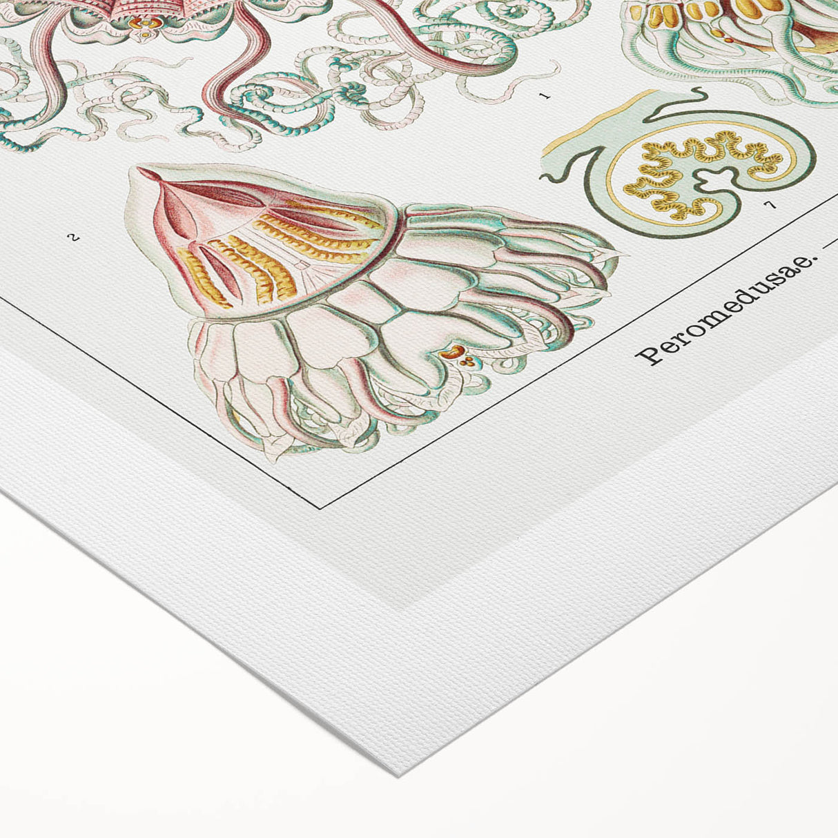 Modern Wall Art - Intricate Jellyfish Design in Pastel Tones