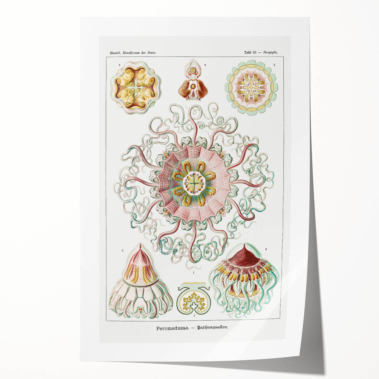 Modern Wall Art - Intricate Jellyfish Design in Pastel Tones