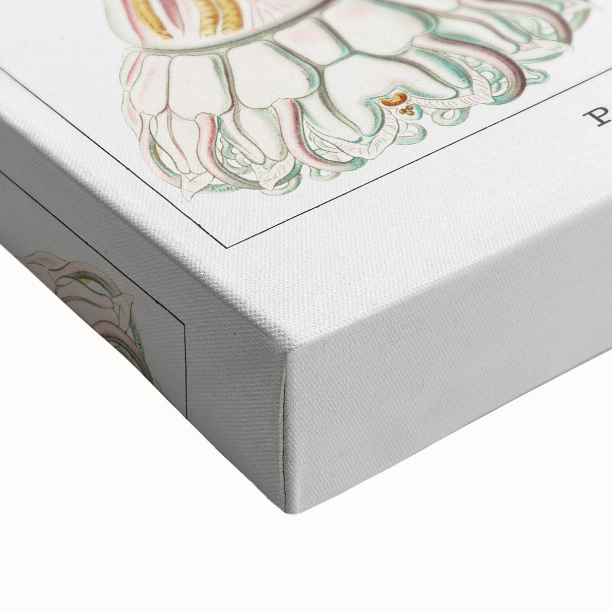 Modern Wall Art - Intricate Jellyfish Design in Pastel Tones
