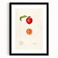Extra large abstract art print featuring vibrant, colorful fruit motifs on a textured canvas, framed in black.