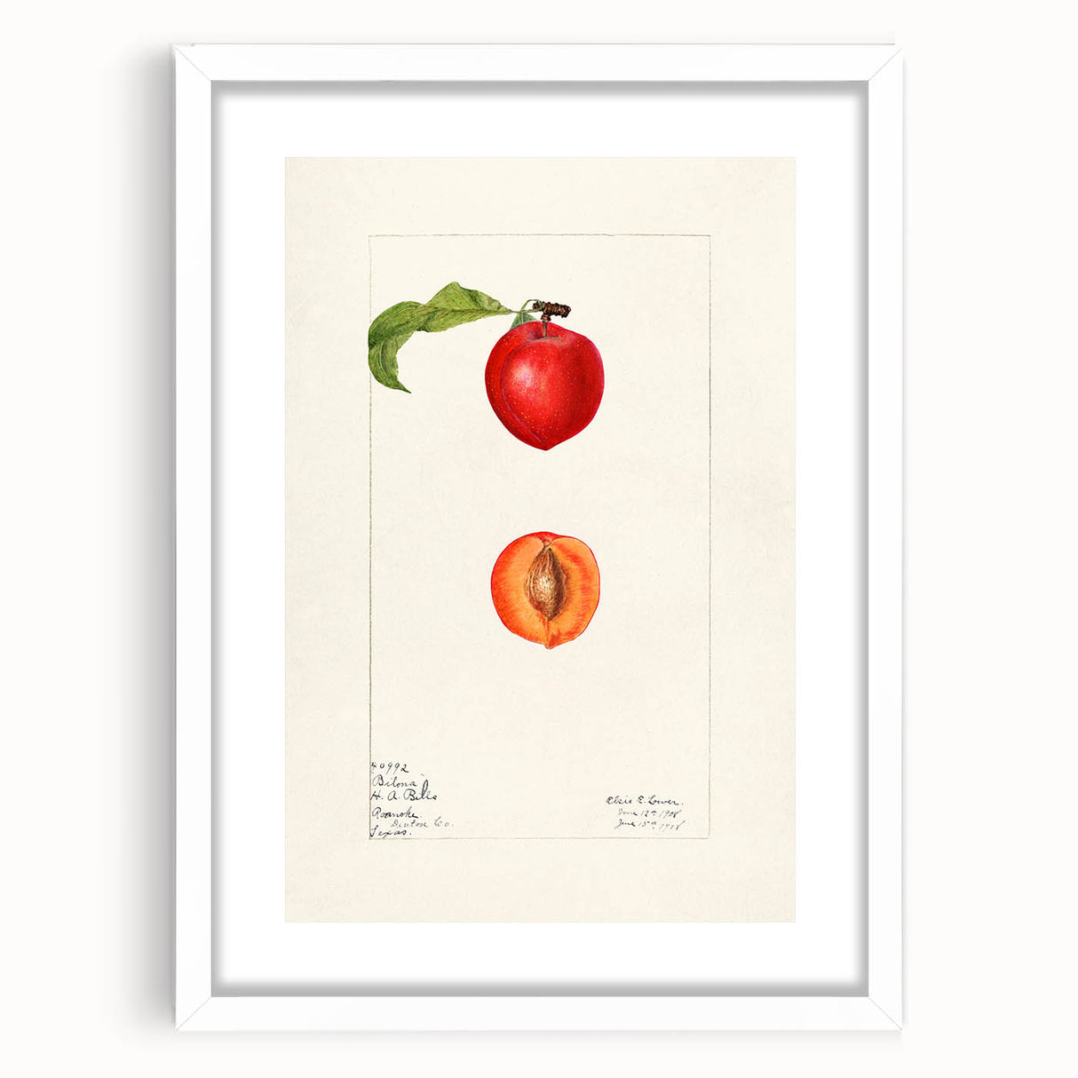 Abstract art print of assorted fruits in vibrant colors, framed in white, ideal for dining room decor.