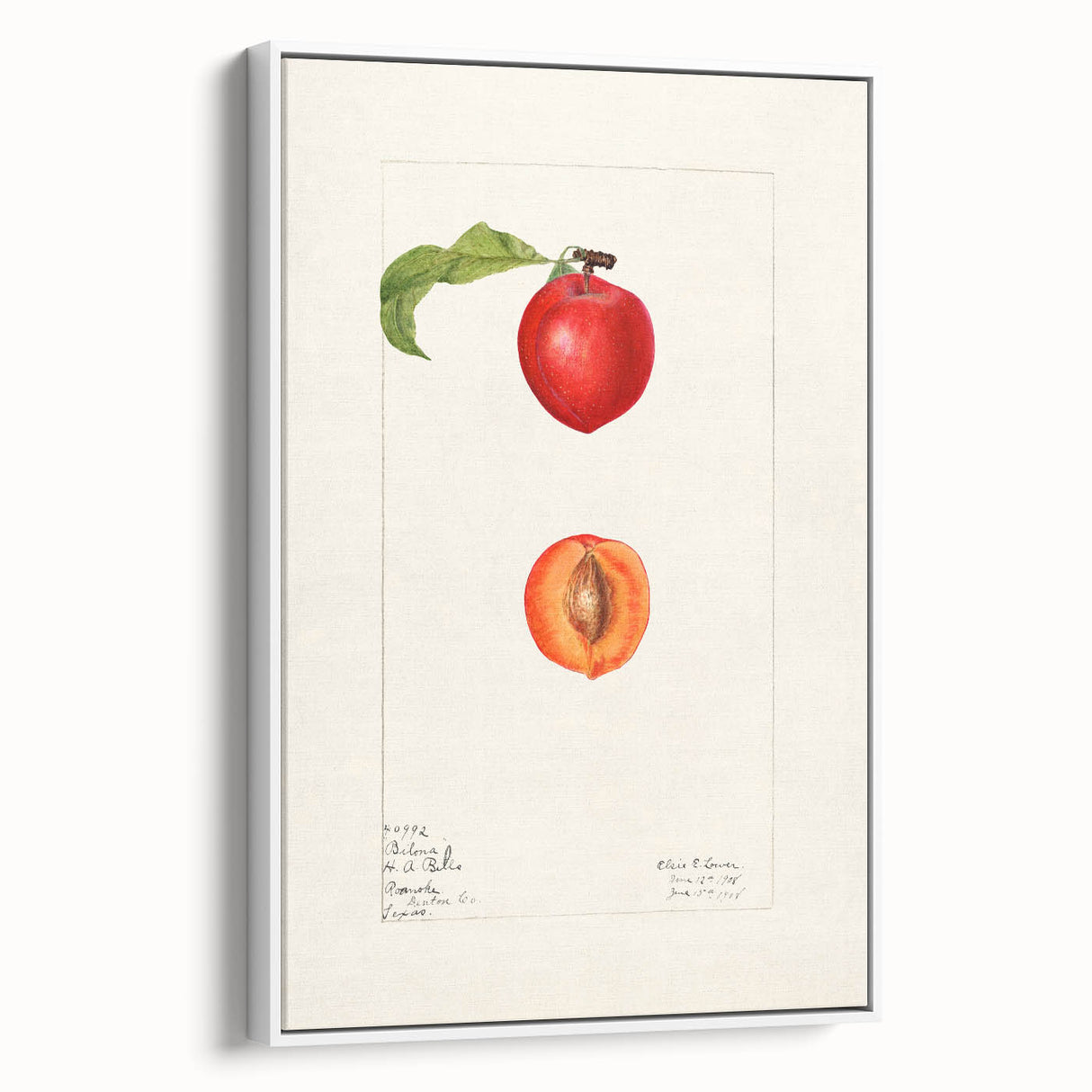 Vintage poster art of colorful fruits on a large framed canvas, ideal for living room decor.