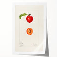 Extra large rolled print featuring an assortment of vibrant fruits on a white background, ideal for dining room wall art.