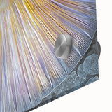 Close-up acrylic print of abstract nature elements in muted earth tones.