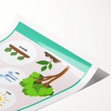 Kids' Room Educational Decor - Needs of Plants Learning Poster