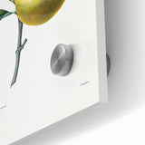 Neoclassical Botanical Print: Orange Tree by Redouté - Elegant Floral Art