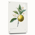 Neoclassical Botanical Print: Orange Tree by Redouté - Elegant Floral Art
