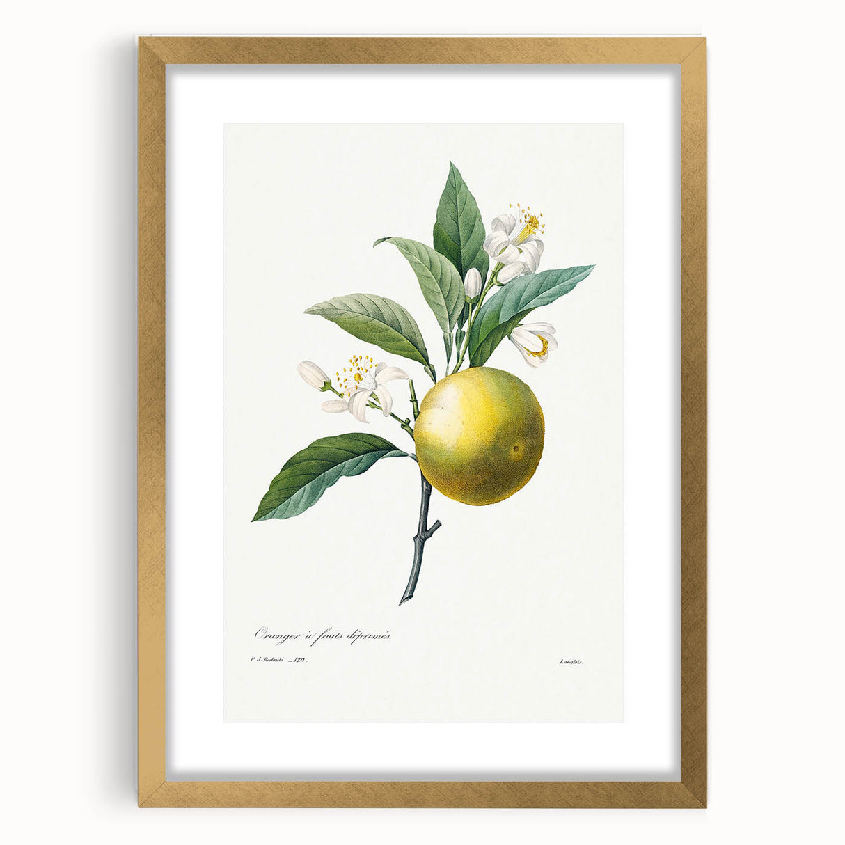 Neoclassical Botanical Print: Orange Tree by Redouté - Elegant Floral Art