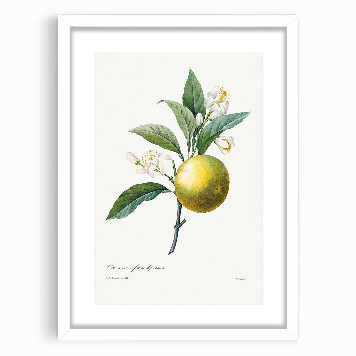 Neoclassical Botanical Print: Orange Tree by Redouté - Elegant Floral Art