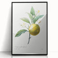 Neoclassical Botanical Print: Orange Tree by Redouté - Elegant Floral Art