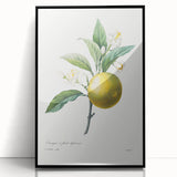 Neoclassical Botanical Print: Orange Tree by Redouté - Elegant Floral Art