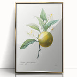 Neoclassical Botanical Print: Orange Tree by Redouté - Elegant Floral Art