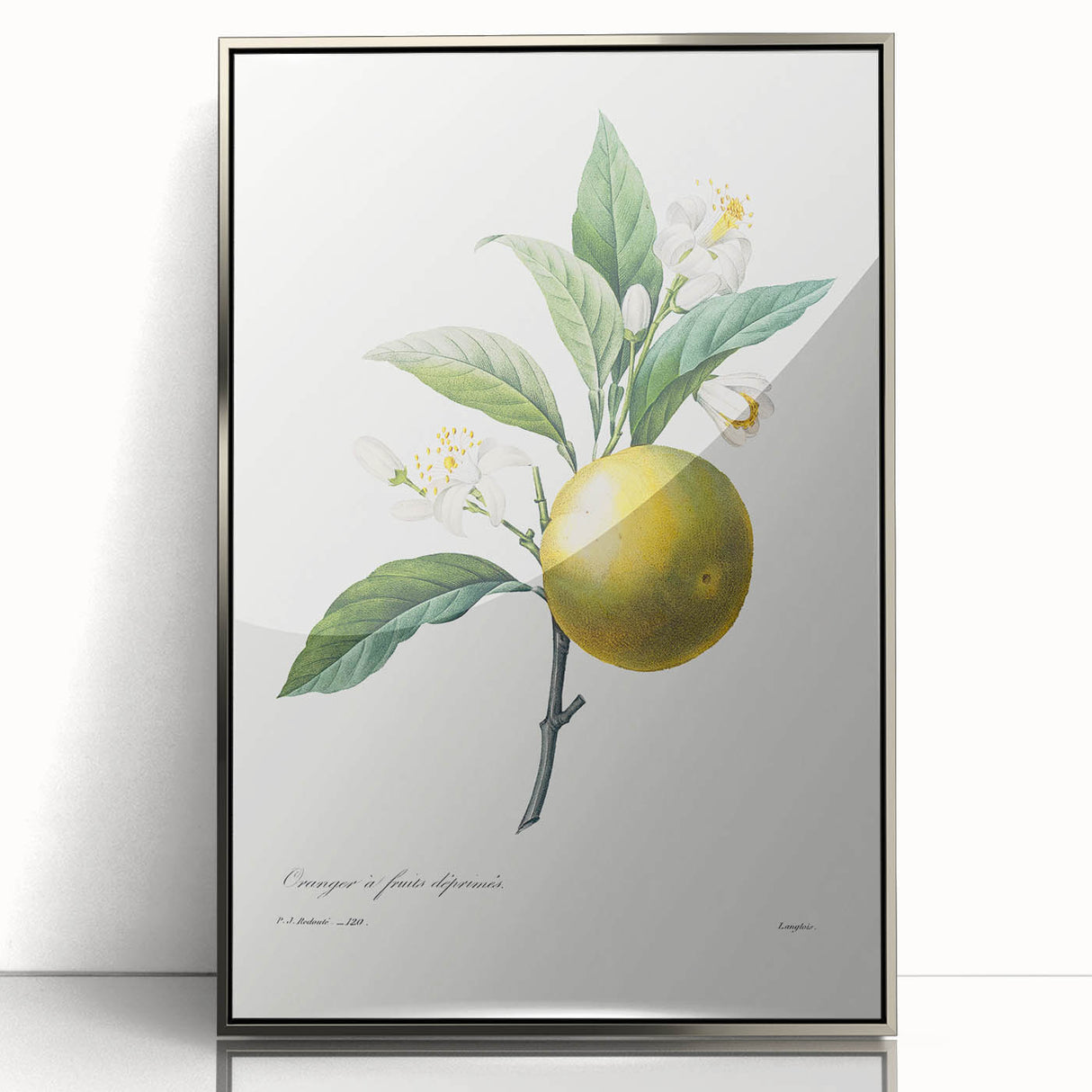 Neoclassical Botanical Print: Orange Tree by Redouté - Elegant Floral Art