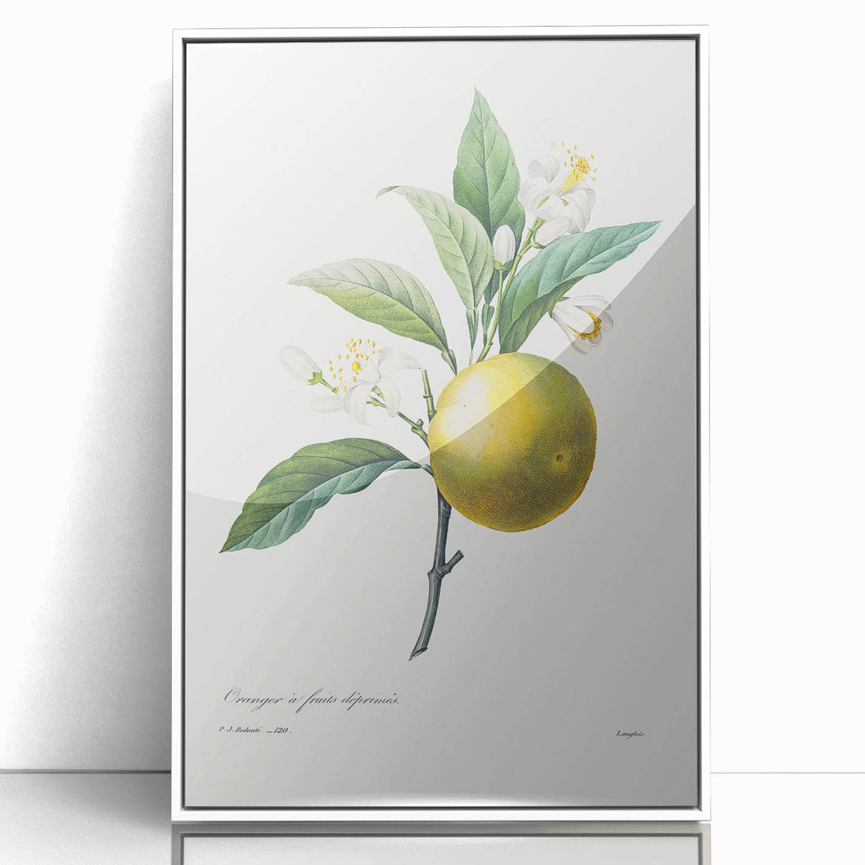 Neoclassical Botanical Print: Orange Tree by Redouté - Elegant Floral Art