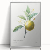 Neoclassical Botanical Print: Orange Tree by Redouté - Elegant Floral Art