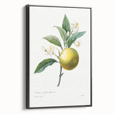 Neoclassical Botanical Print: Orange Tree by Redouté - Elegant Floral Art