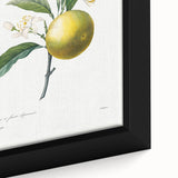 Neoclassical Botanical Print: Orange Tree by Redouté - Elegant Floral Art