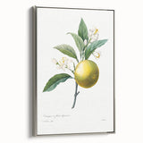 Neoclassical Botanical Print: Orange Tree by Redouté - Elegant Floral Art