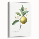 Neoclassical Botanical Print: Orange Tree by Redouté - Elegant Floral Art