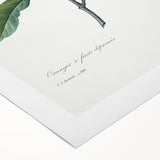Neoclassical Botanical Print: Orange Tree by Redouté - Elegant Floral Art