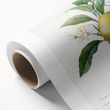 Neoclassical Botanical Print: Orange Tree by Redouté - Elegant Floral Art