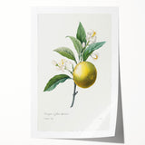 Neoclassical Botanical Print: Orange Tree by Redouté - Elegant Floral Art