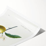 Neoclassical Botanical Print: Orange Tree by Redouté - Elegant Floral Art