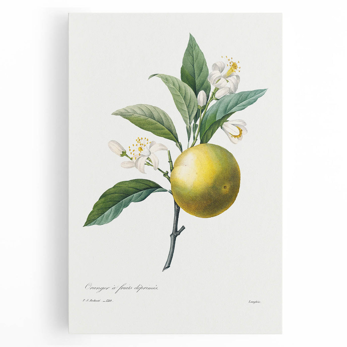 Neoclassical Botanical Print: Orange Tree by Redouté - Elegant Floral Art