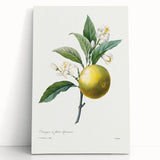 Neoclassical Botanical Print: Orange Tree by Redouté - Elegant Floral Art