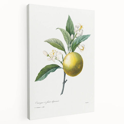Neoclassical Botanical Print: Orange Tree by Redouté - Elegant Floral Art