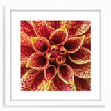 Abstract art print of vibrant floral patterns in bold colors on a white framed canvas, ideal for dining room decor.