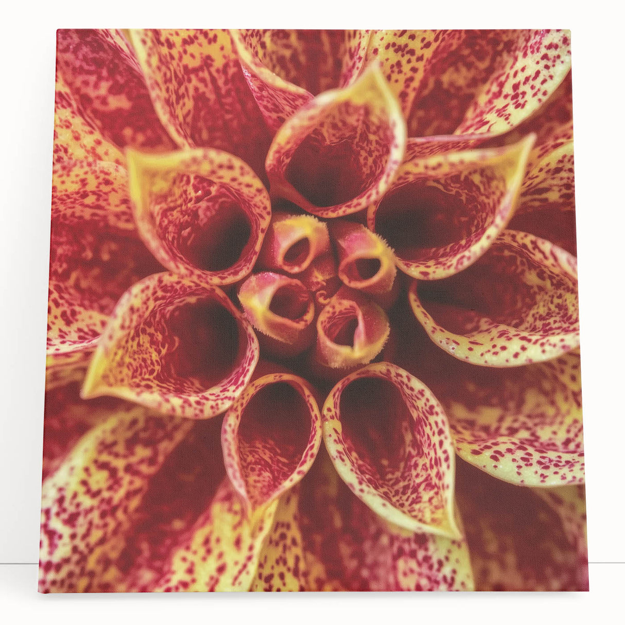 Black and white floral close-up on stretched canvas, suited as kitchen wall art or bedroom decor.