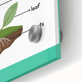 ABC Alphabet Canvas Art - Parts of a Plant Kids Learning Print