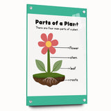 ABC Alphabet Canvas Art - Parts of a Plant Kids Learning Print