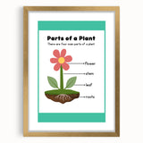 ABC Alphabet Canvas Art - Parts of a Plant Kids Learning Print