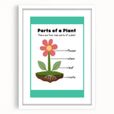 ABC Alphabet Canvas Art - Parts of a Plant Kids Learning Print