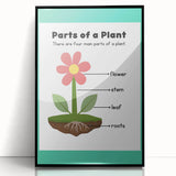 ABC Alphabet Canvas Art - Parts of a Plant Kids Learning Print