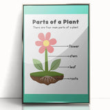ABC Alphabet Canvas Art - Parts of a Plant Kids Learning Print