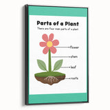 ABC Alphabet Canvas Art - Parts of a Plant Kids Learning Print