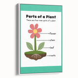 ABC Alphabet Canvas Art - Parts of a Plant Kids Learning Print