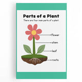 ABC Alphabet Canvas Art - Parts of a Plant Kids Learning Print