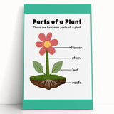ABC Alphabet Canvas Art - Parts of a Plant Kids Learning Print