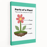 ABC Alphabet Canvas Art - Parts of a Plant Kids Learning Print